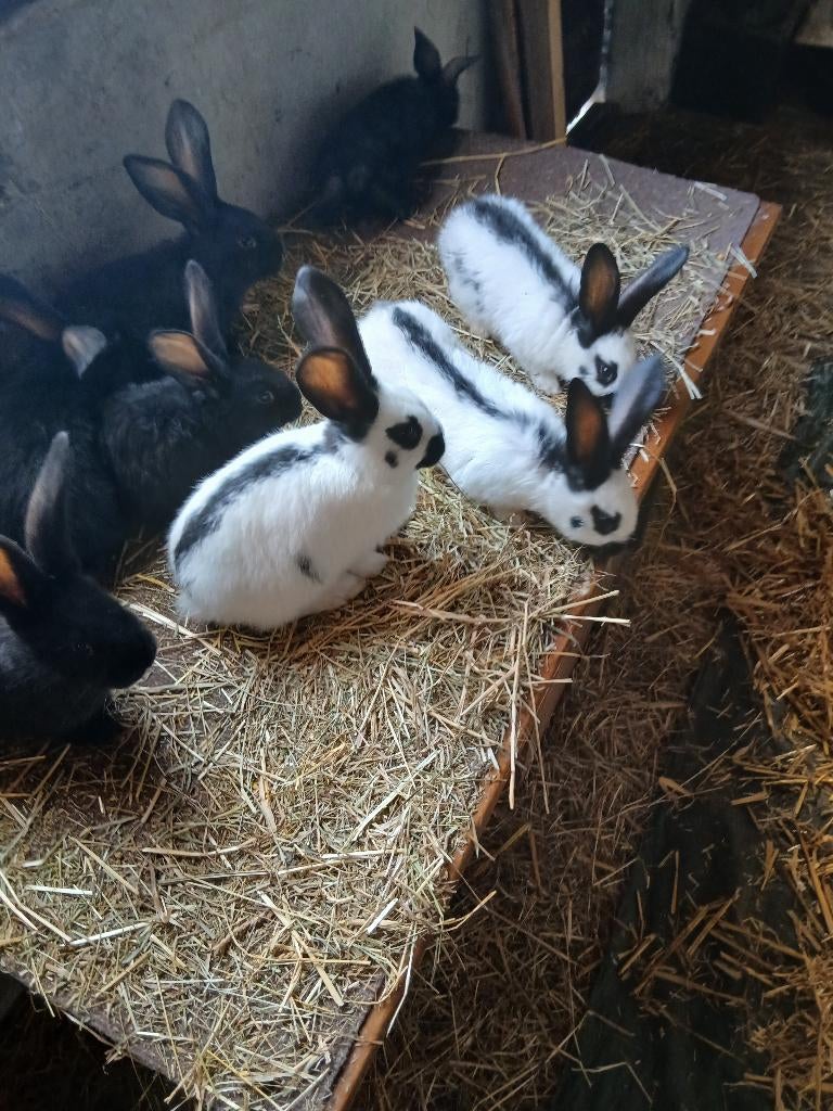 Jonge groot lotharingers / reuzevlinders, Plusieurs animaux, Grand, 0 à 2 ans