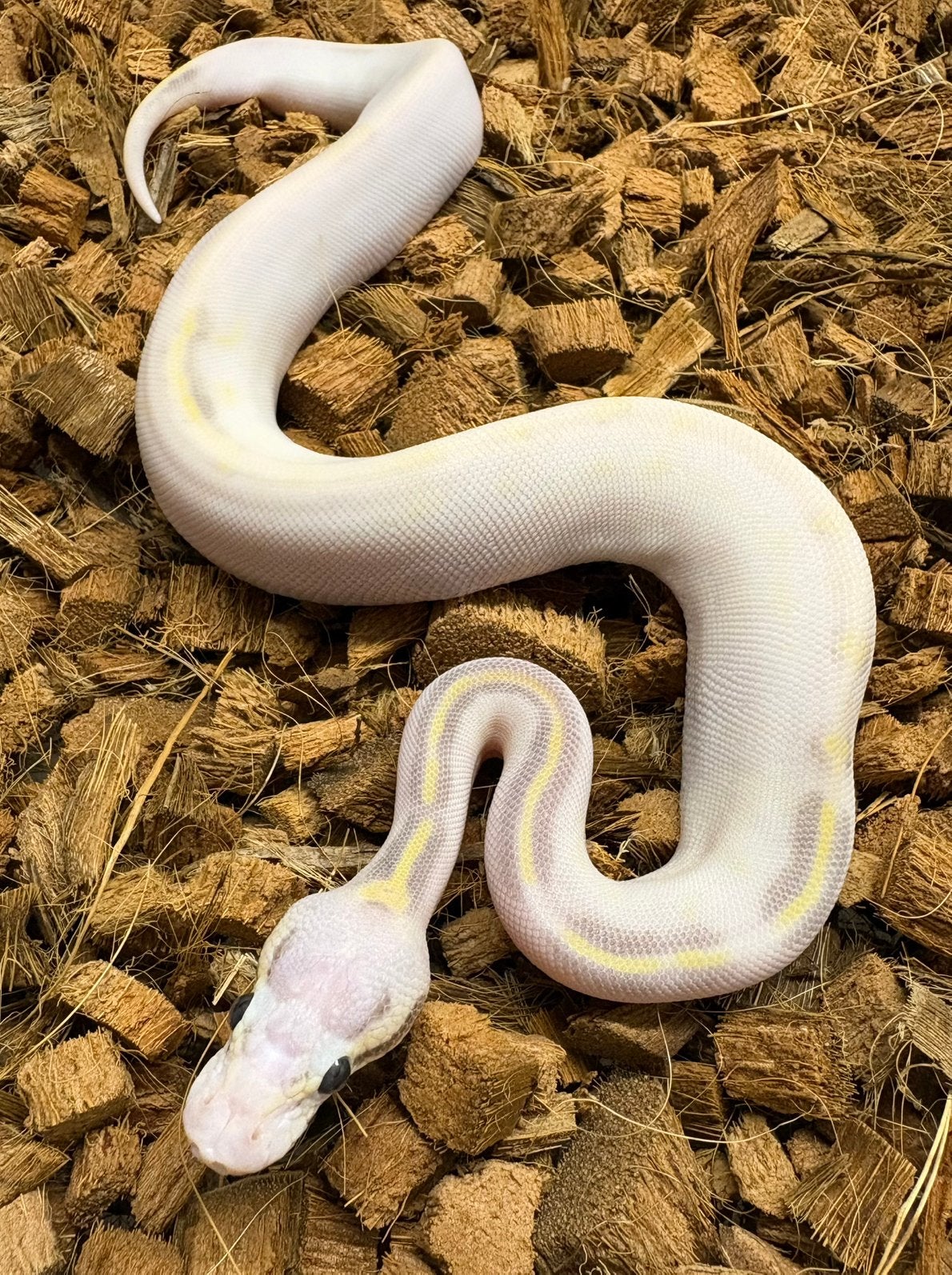 Python Regius SH Highway Vanilla Pastel Ball Python - unknown for sale from RMD Regius