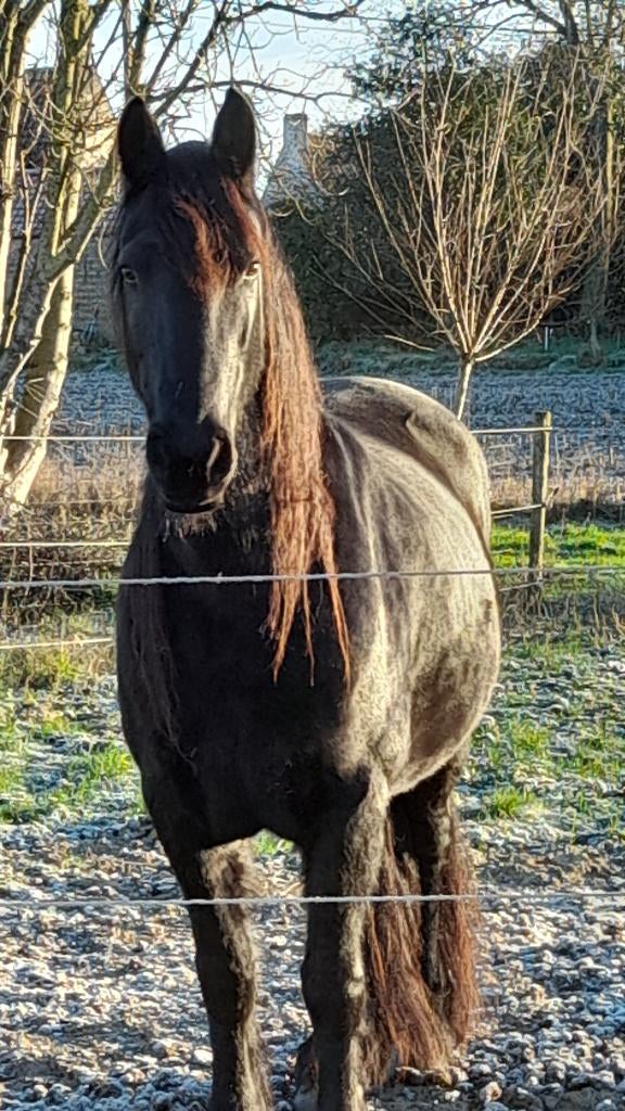 Paard te koop, B, 7 tot 10 jaar, Recreatiepaard, Merrie