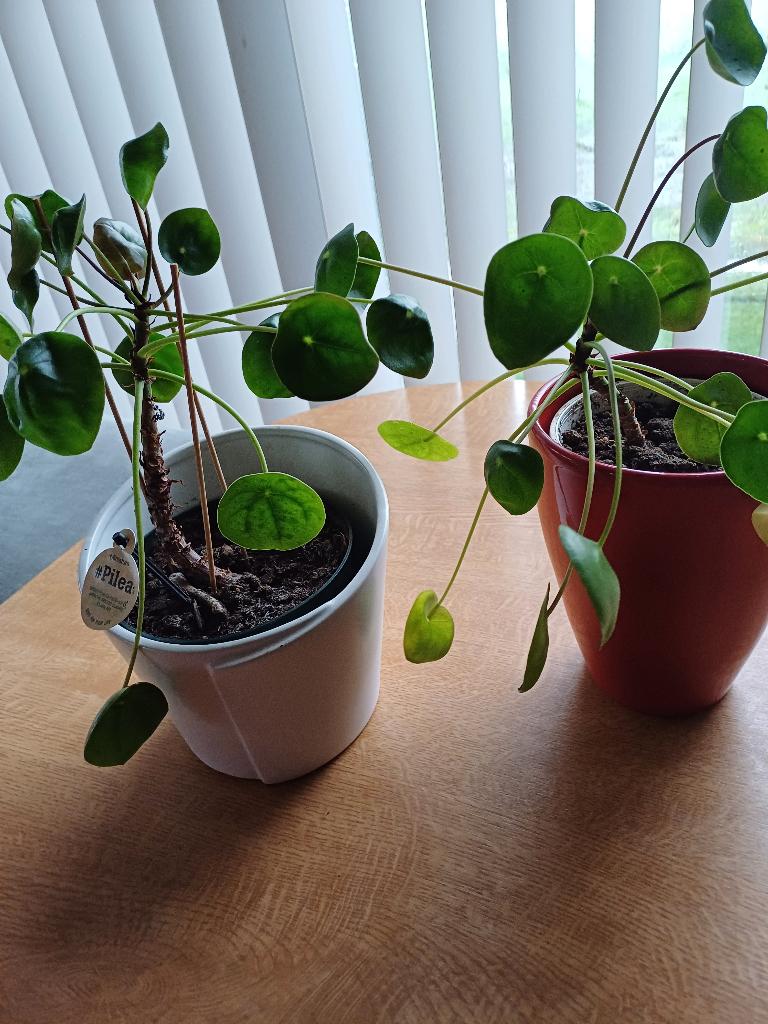1 pannekoekenplant met sierpot   SOLDEN, Tuin en Terras, Planten | Tuinplanten, Ophalen