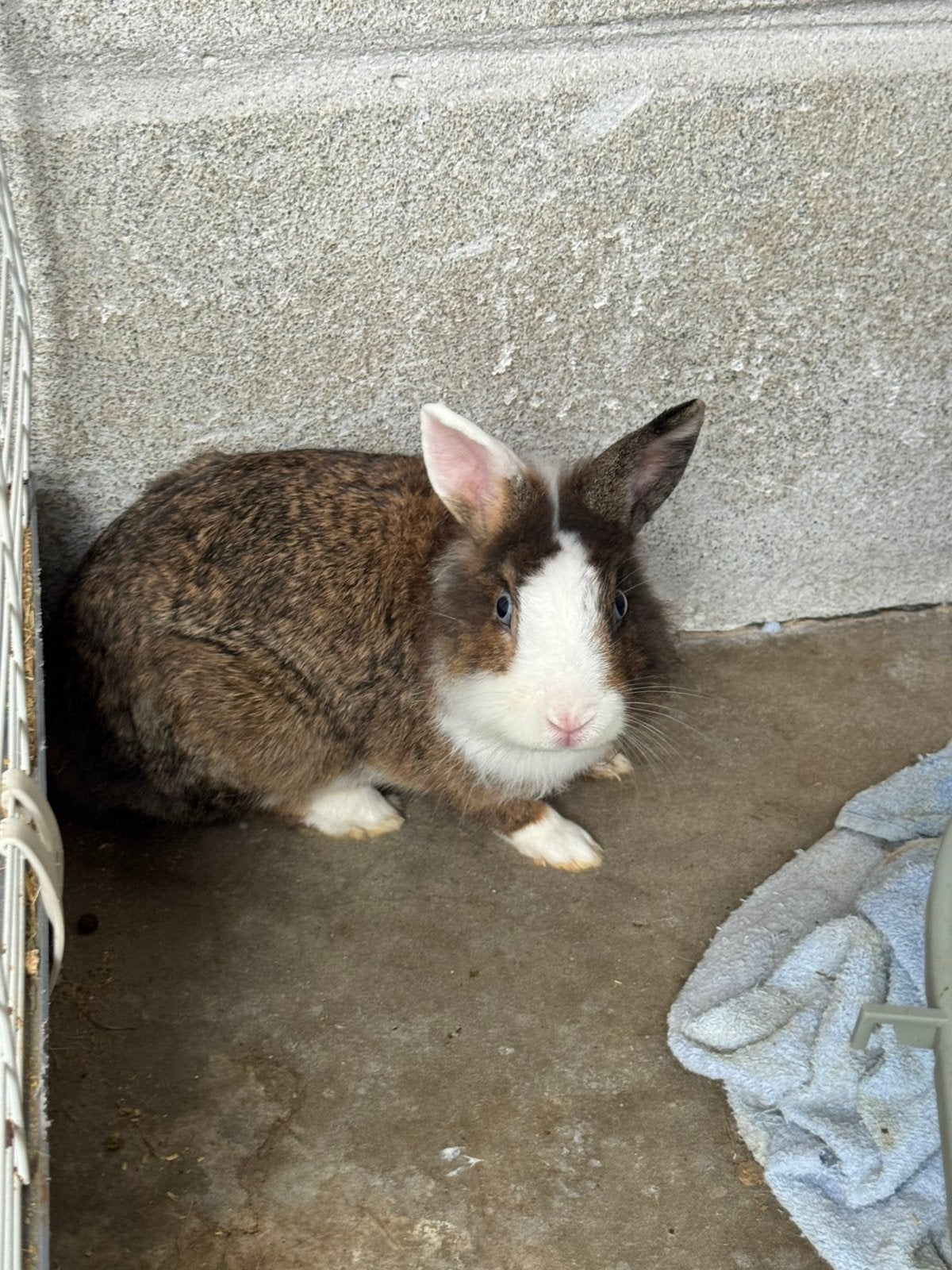 Konijntjes, Dieren en Toebehoren, Konijnen, Meerdere dieren, Klein, 0 tot 2 jaar