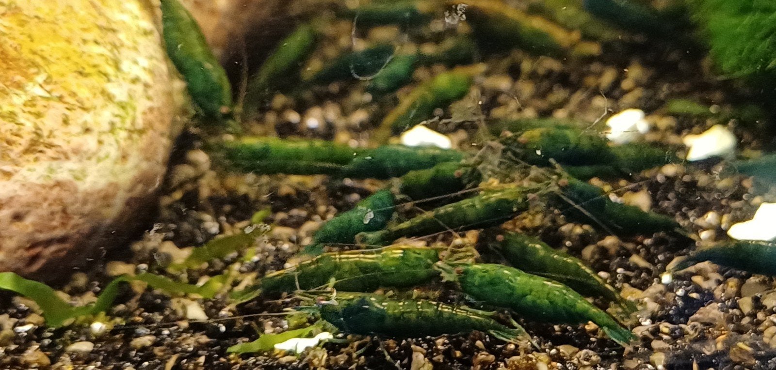 Hobbyaquarium  Green Jade  mooi op kleur / maat, Dieren en Toebehoren, Kreeft, Krab of Garnaal, Zoetwatervis