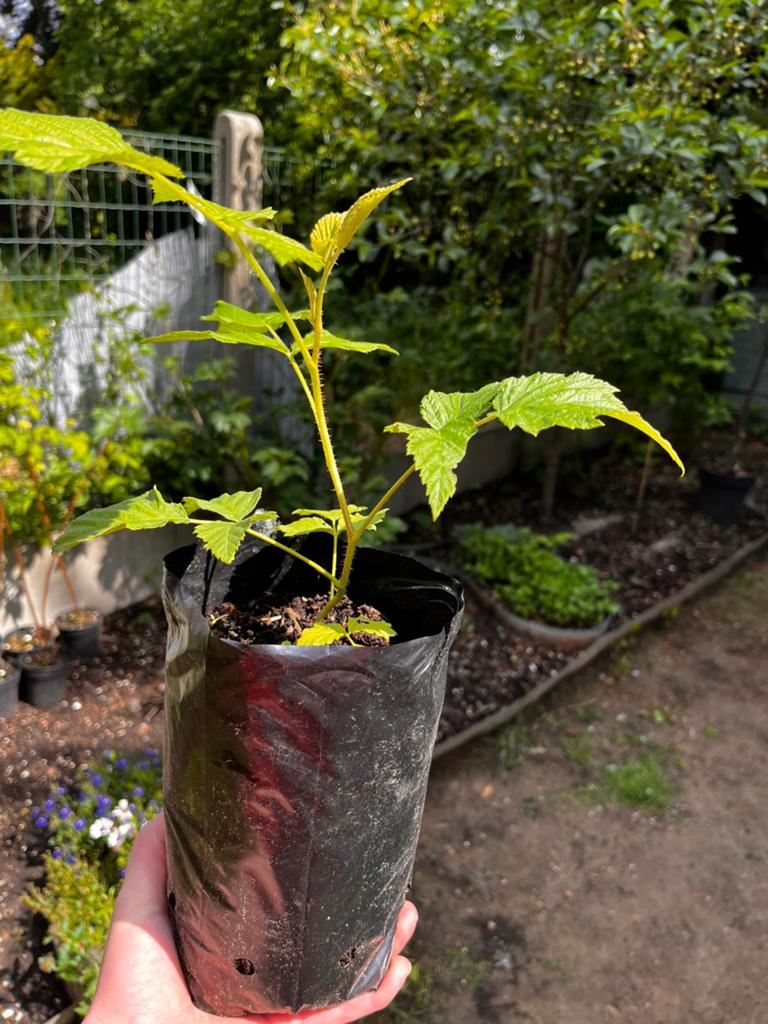 Mooie frambozenplanten te koop!, Tuin en Terras, Minder dan 100 cm, Overige soorten, In pot, Ophalen of Verzenden