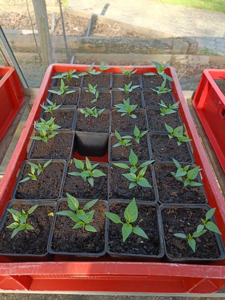 Paprika planten, verschillende soorten, Tuin en Terras, Ophalen
