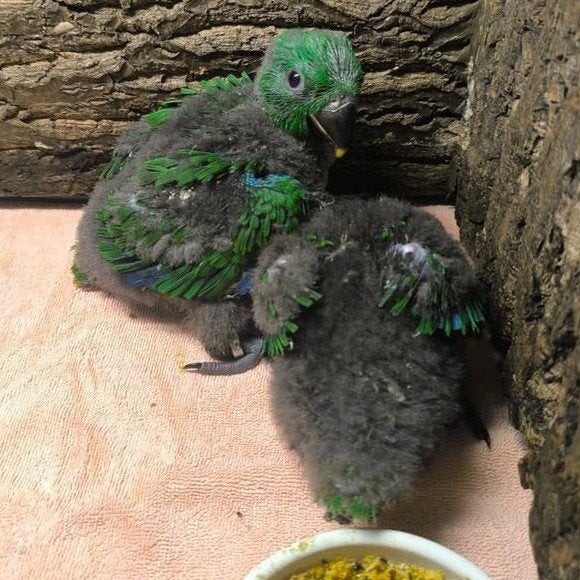 Jonge edelpapegaai, Dieren en Toebehoren, Vogels | Parkieten en Papegaaien