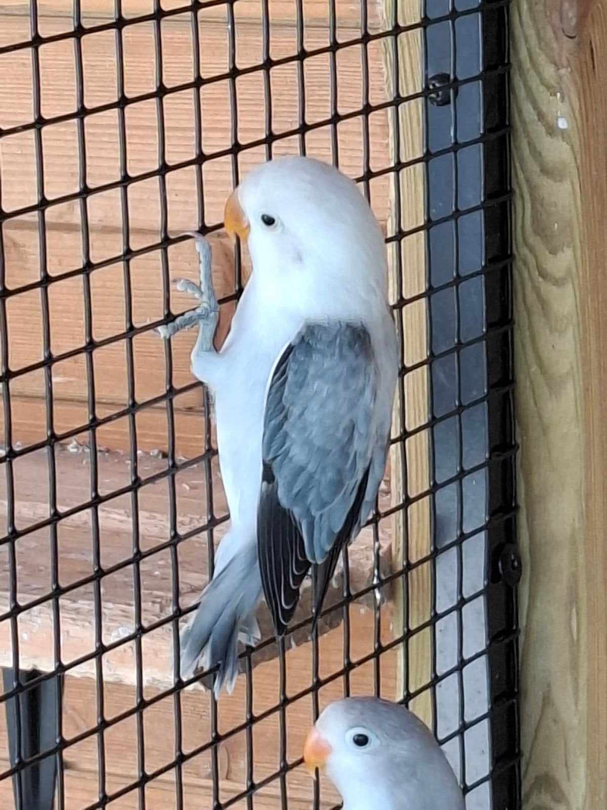 agapornis fisherie, Mâle, Perroquet nain ou Inséparable, Bagué