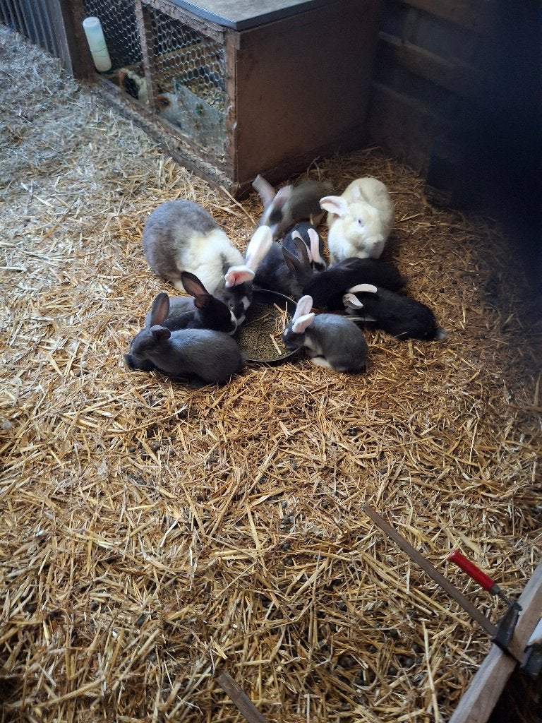 Nest jonge vleeskonijnen, Meerdere dieren, Groot, 0 tot 2 jaar