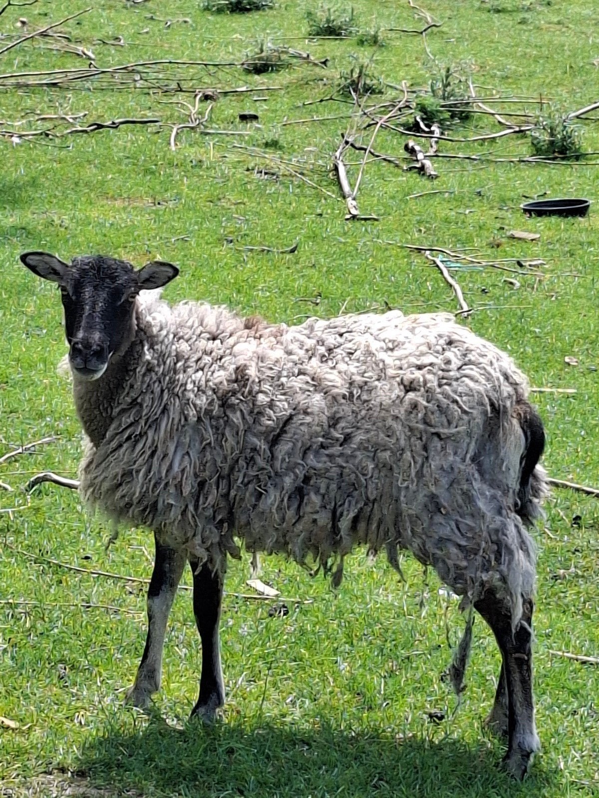 Brebis 1an et demi, Animaux & Accessoires