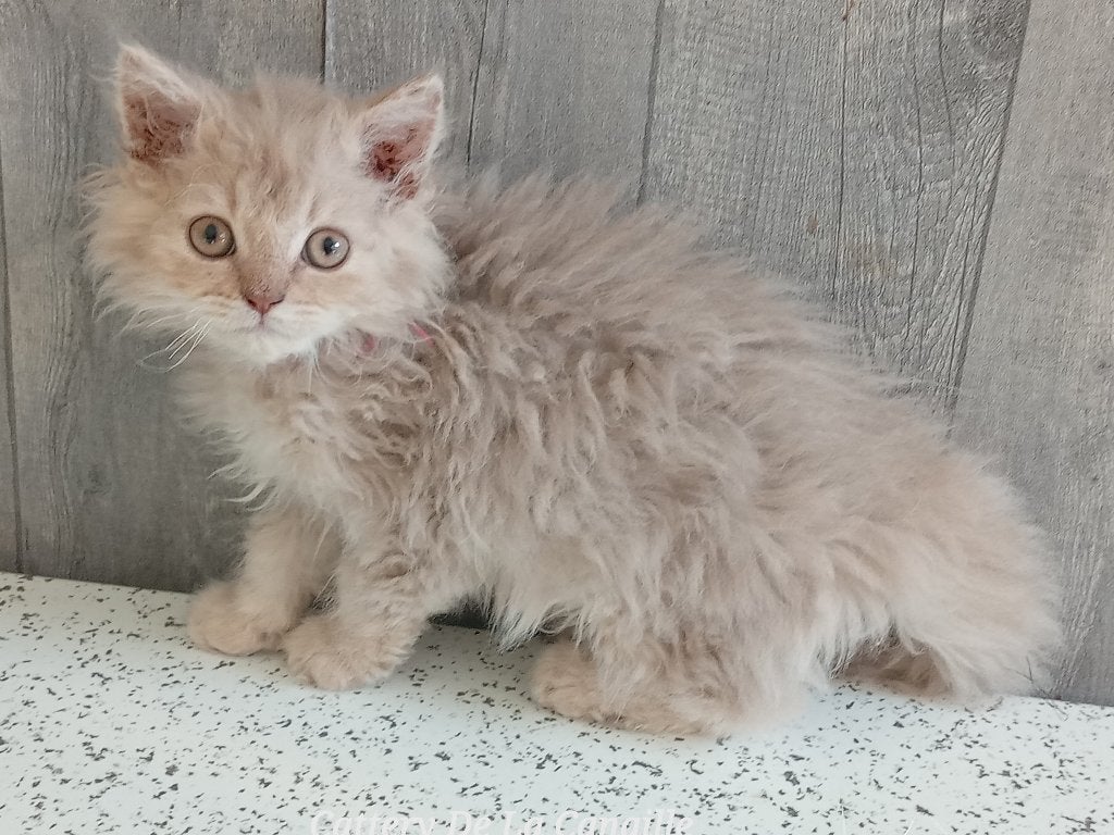 Chatons Selkirk Rex super mignons, Chatte ou Chat, Avec pedigree, 0 à 2 ans