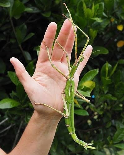L1 nymfen Eurycnema goliath, Dieren en Toebehoren, Insecten en Spinnen