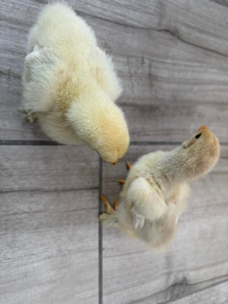 Brahma groothoender kuikens kleurslag Isabel, Dieren en Toebehoren, Pluimvee, Geslacht onbekend, Kip