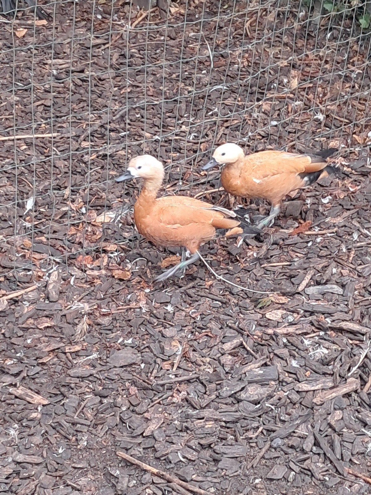 koppel rode casarca's, Dieren en Toebehoren, Pluimvee, Meerdere dieren, Eend