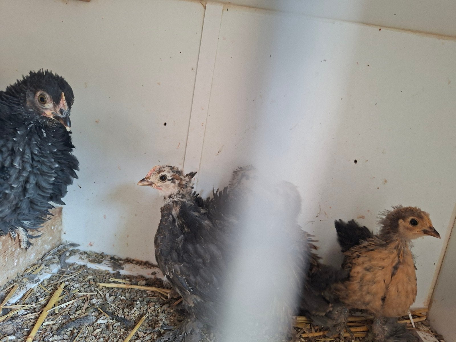 Cochin kuikens, Animaux & Accessoires, Oiseaux | Oiseaux Autre