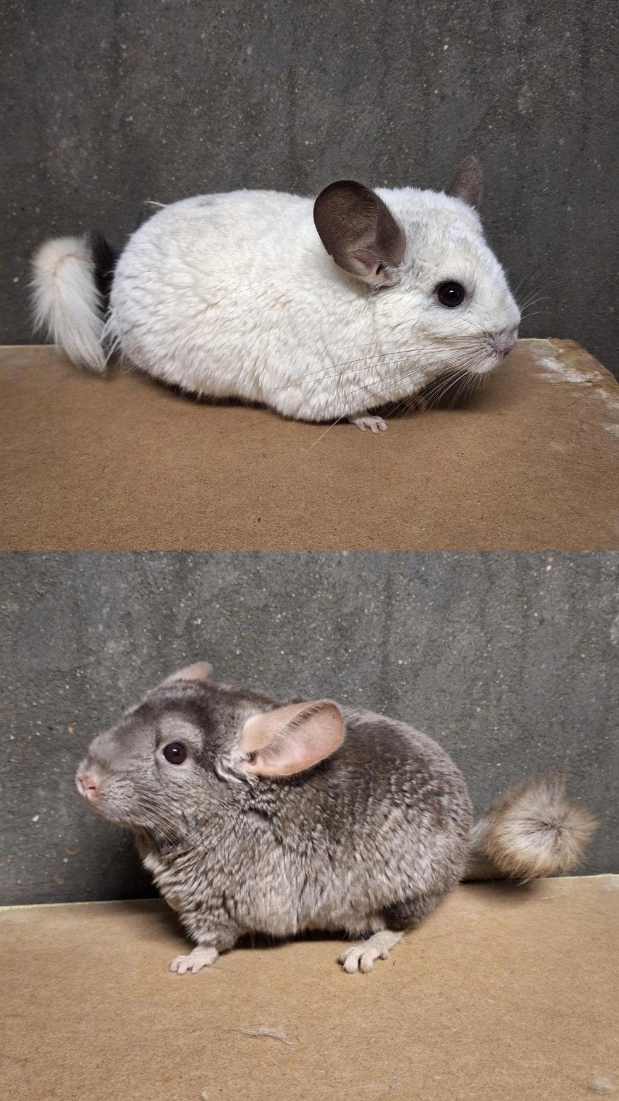 2 vrouwtjes chinchilla’s zoeken nieuwe thuis, Chinchilla, Februari, Vrouwelijk, Tam