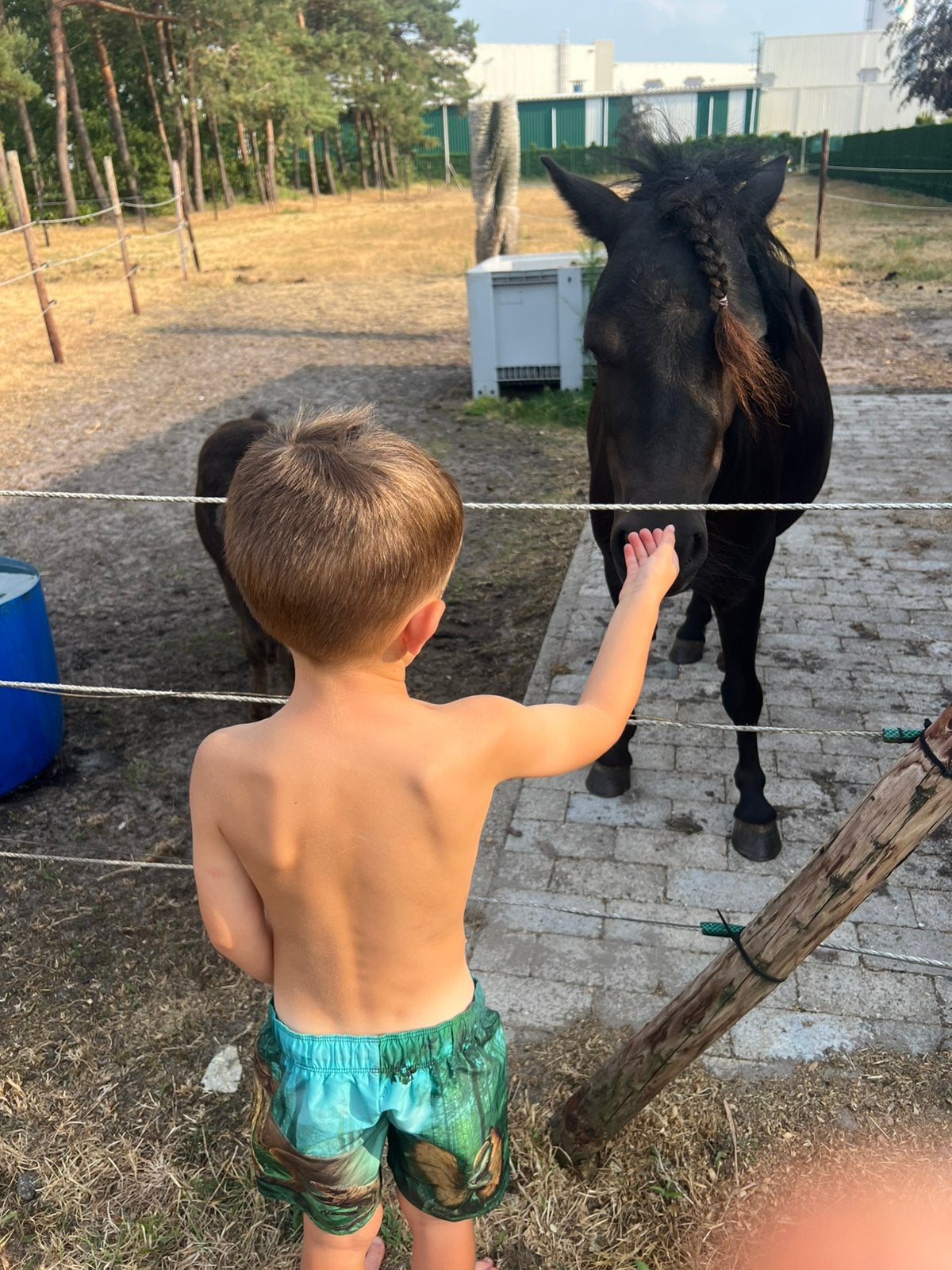 Kinderpony merrie, Dieren en Toebehoren, Merrie, Met stamboom, Zadelmak, A pony (tot 1.17m)