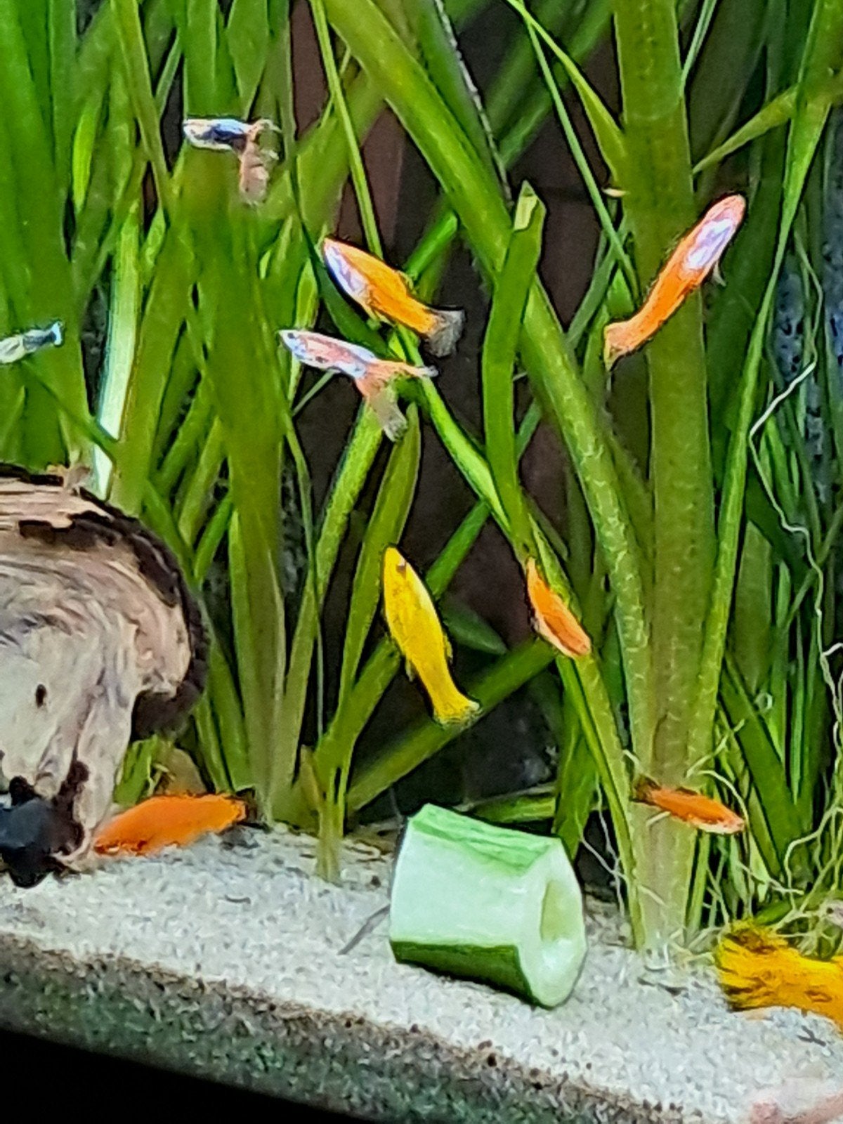 guppys en zwaarddragers, Dieren en Toebehoren