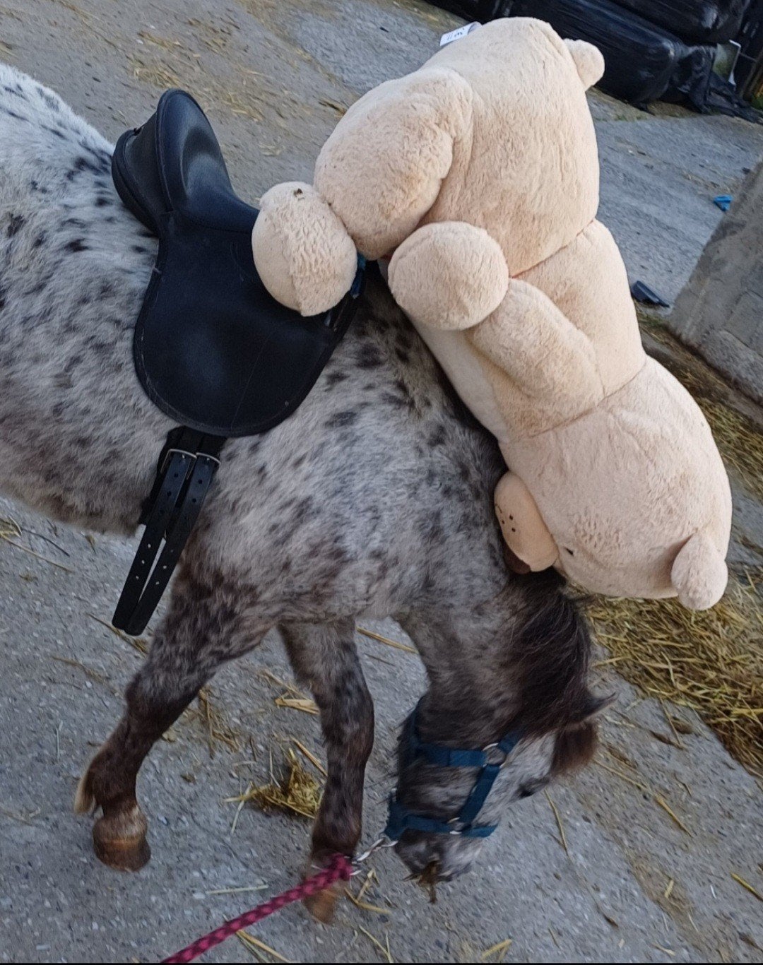 Appaloosa ruin 105, Dieren en Toebehoren, Pony's, Ruin, Gechipt, 3 tot 6 jaar