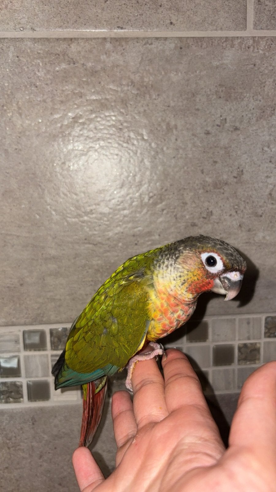 Conure de molinae mâle très apprivoisée, Mannelijk