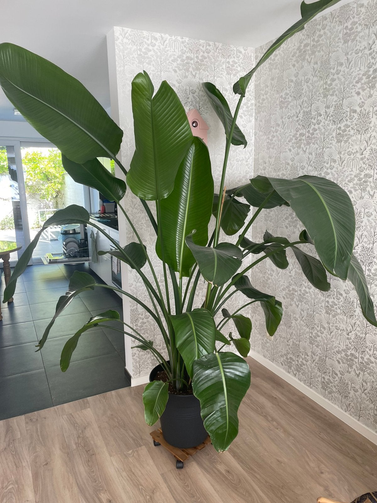 Strelitzia Nicolai, Autres espèces, En pot, Plein soleil, Enlèvement