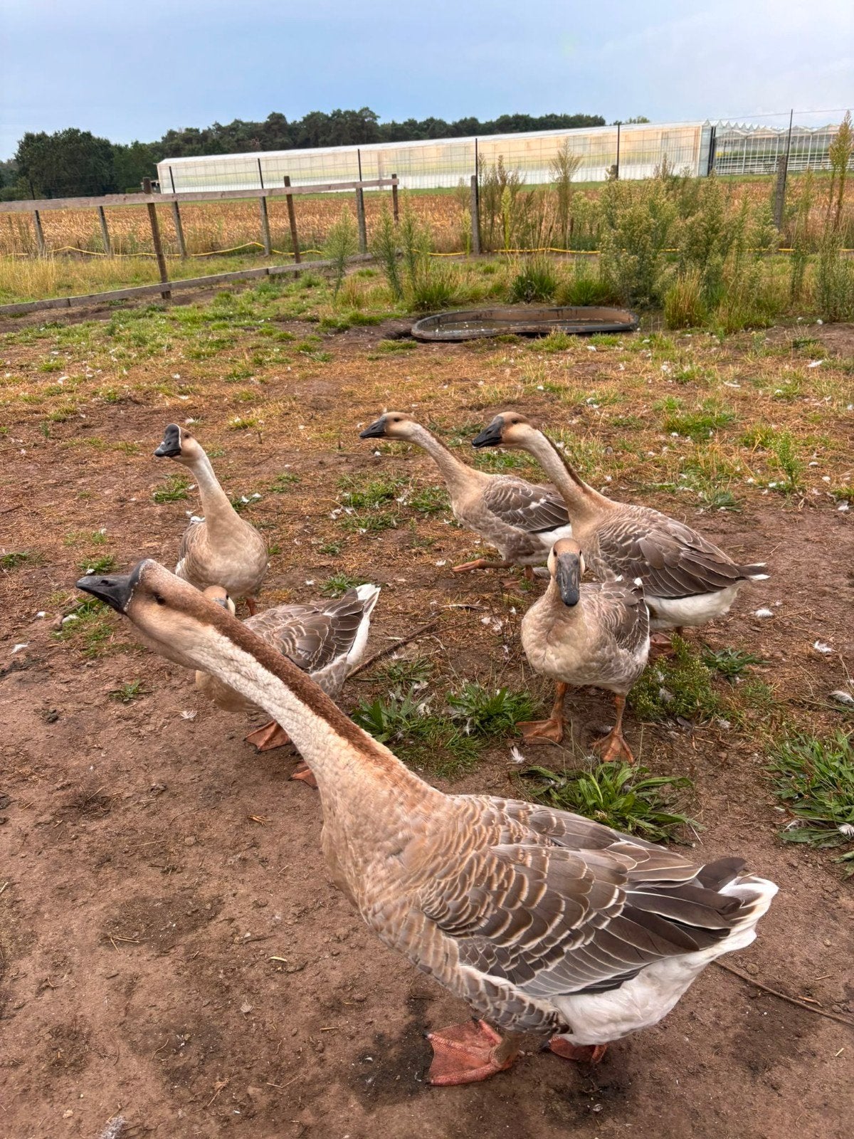 Afrikaanse knobbelgans, Dieren en Toebehoren