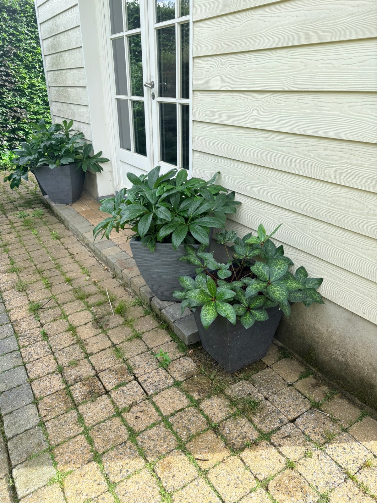 4 bloembakken met helleboris, Tuin en Terras, Ophalen, Zo goed als nieuw