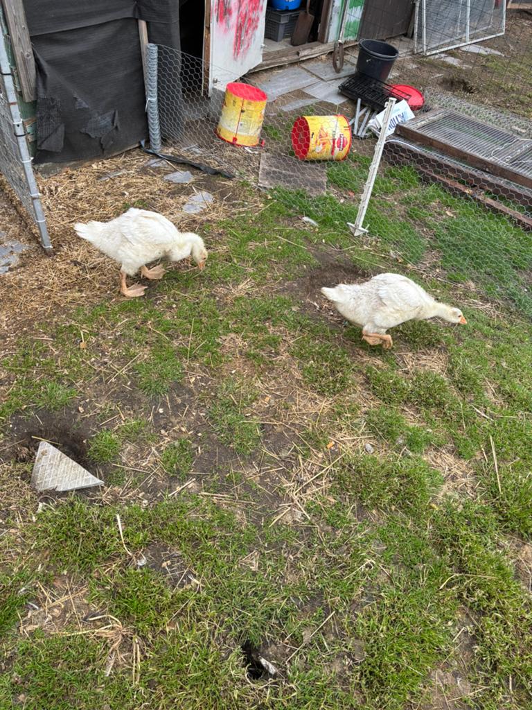 Ganzen kuikens, Dieren en Toebehoren, Pluimvee, Meerdere dieren, Gans of Zwaan