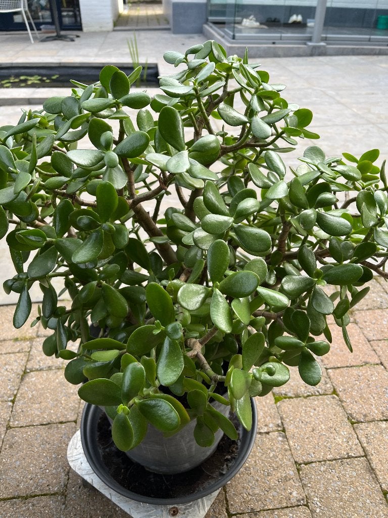 Vetplant, Plante succulente, En pot, Moins de 100 cm, Enlèvement