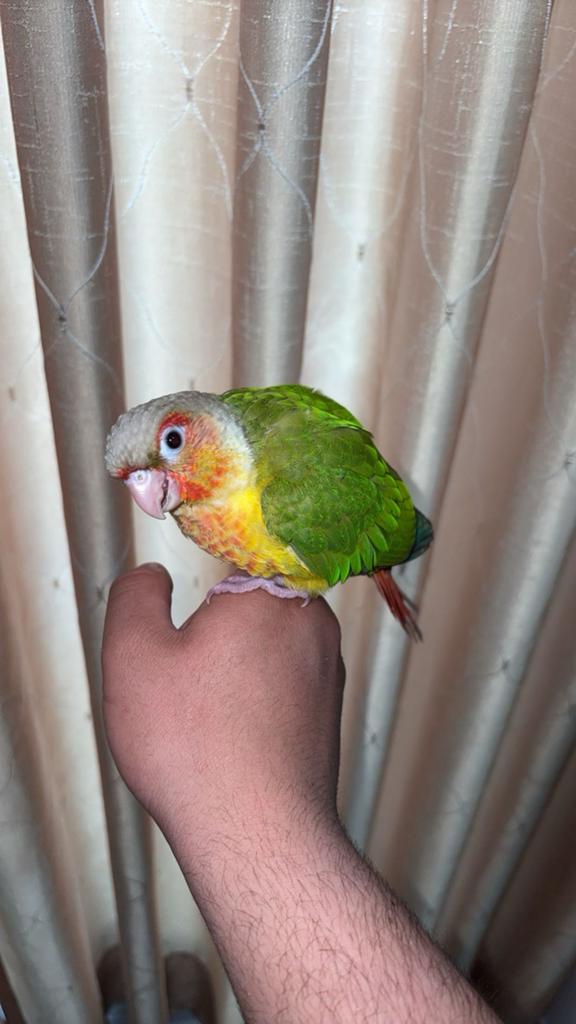 Perroquet conure EAM, Animaux & Accessoires, Sexe inconnu, Perroquet, Parleur