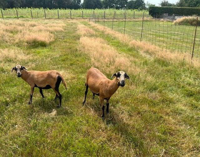 Kameroen schapen jonge ooien of ooien + lammetjes ooien, Dieren en Toebehoren, Vrouwelijk, Schaap, 0 tot 2 jaar
