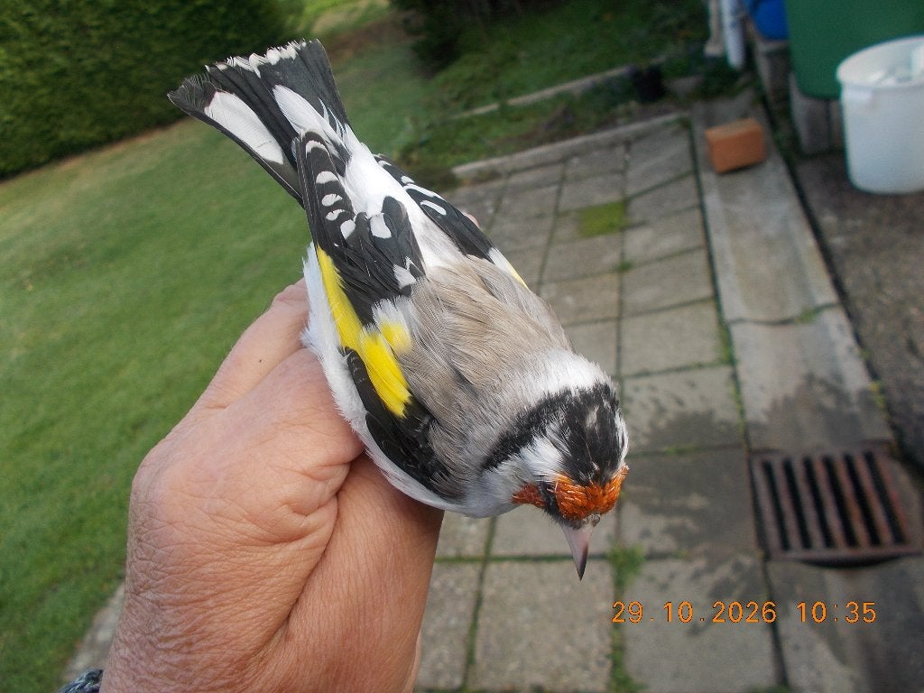 agaat putter ?, Dieren en Toebehoren