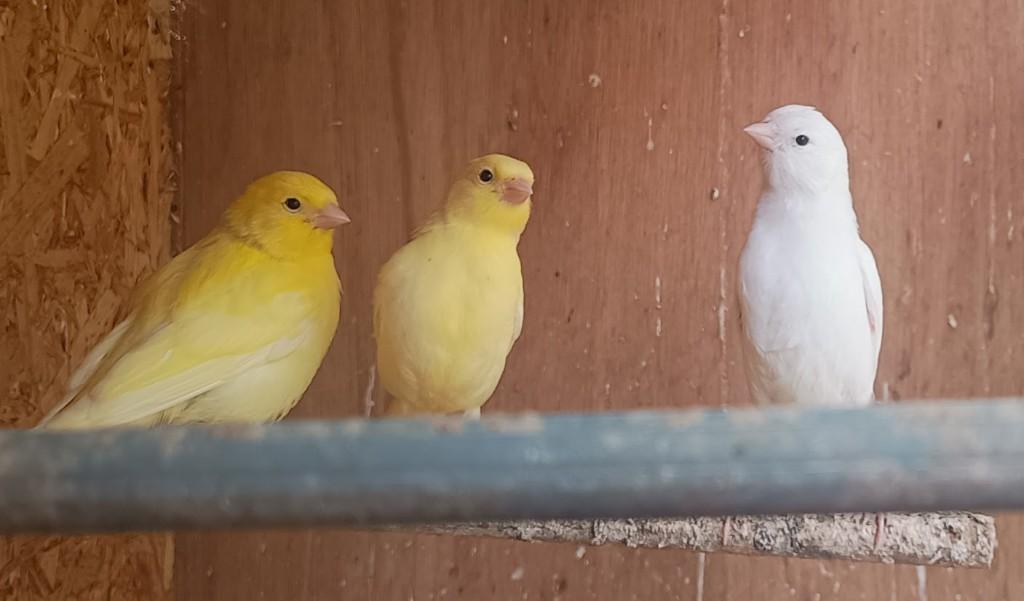 3 canaris, Plusieurs animaux, Canari de couleur