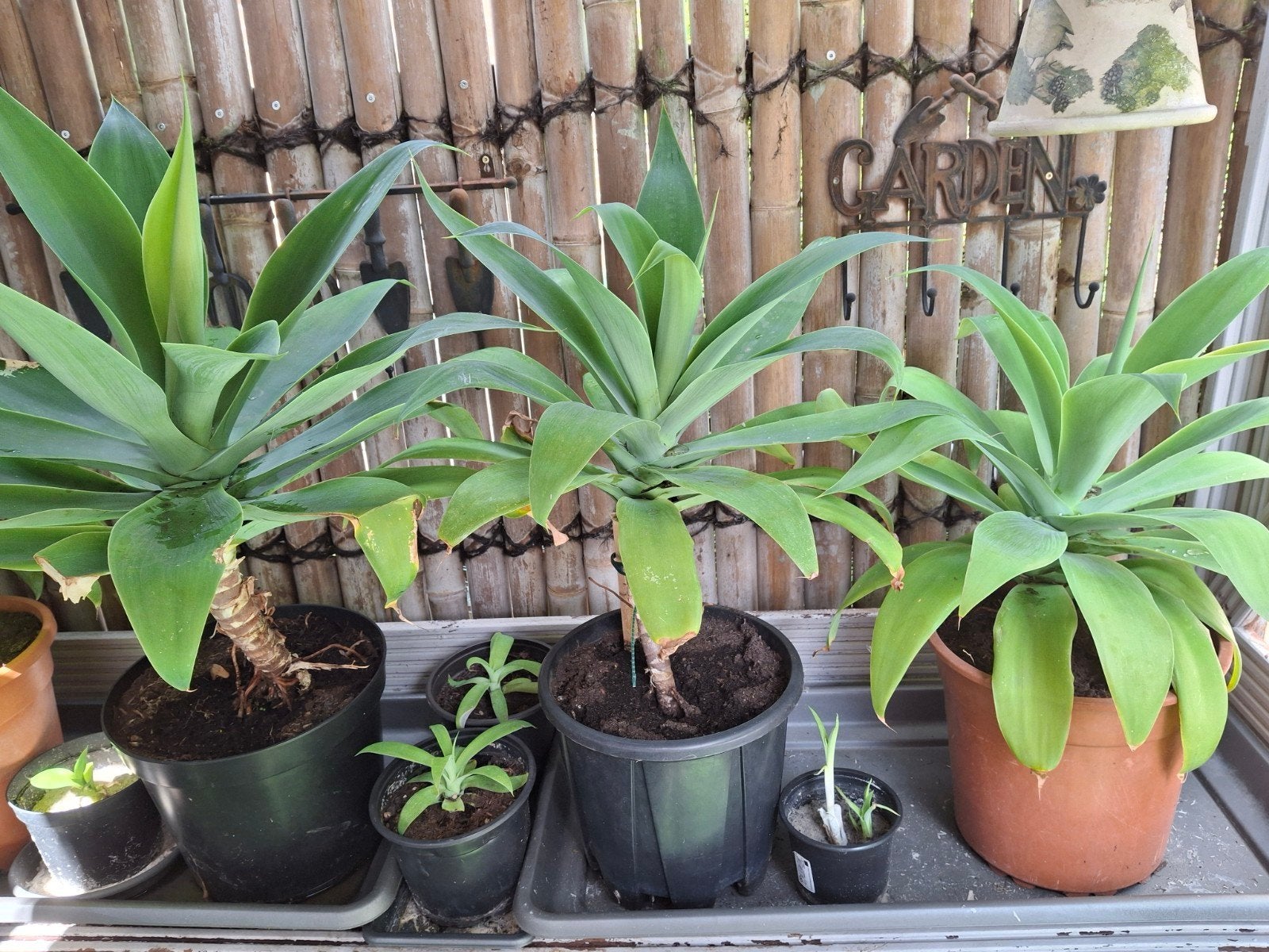 Prachtige agave attenuata binnen en buiten
Vanaf de lente bu, Tuin en Terras, Planten | Tuinplanten, Lente, Ophalen