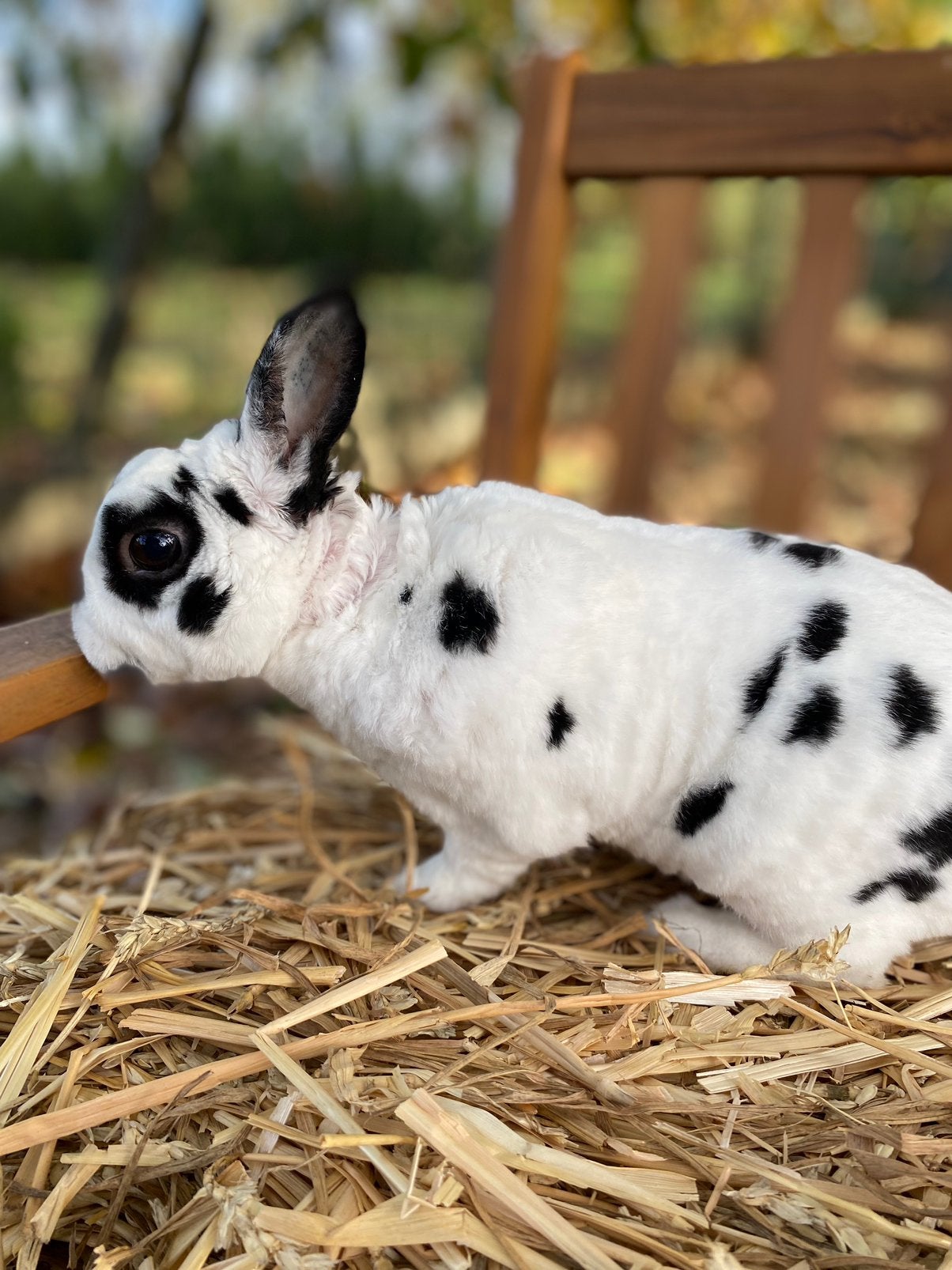 Dwergkonijn rex Dalmatiër - ram, Dieren en Toebehoren, Mannelijk, Dwerg, 0 tot 2 jaar