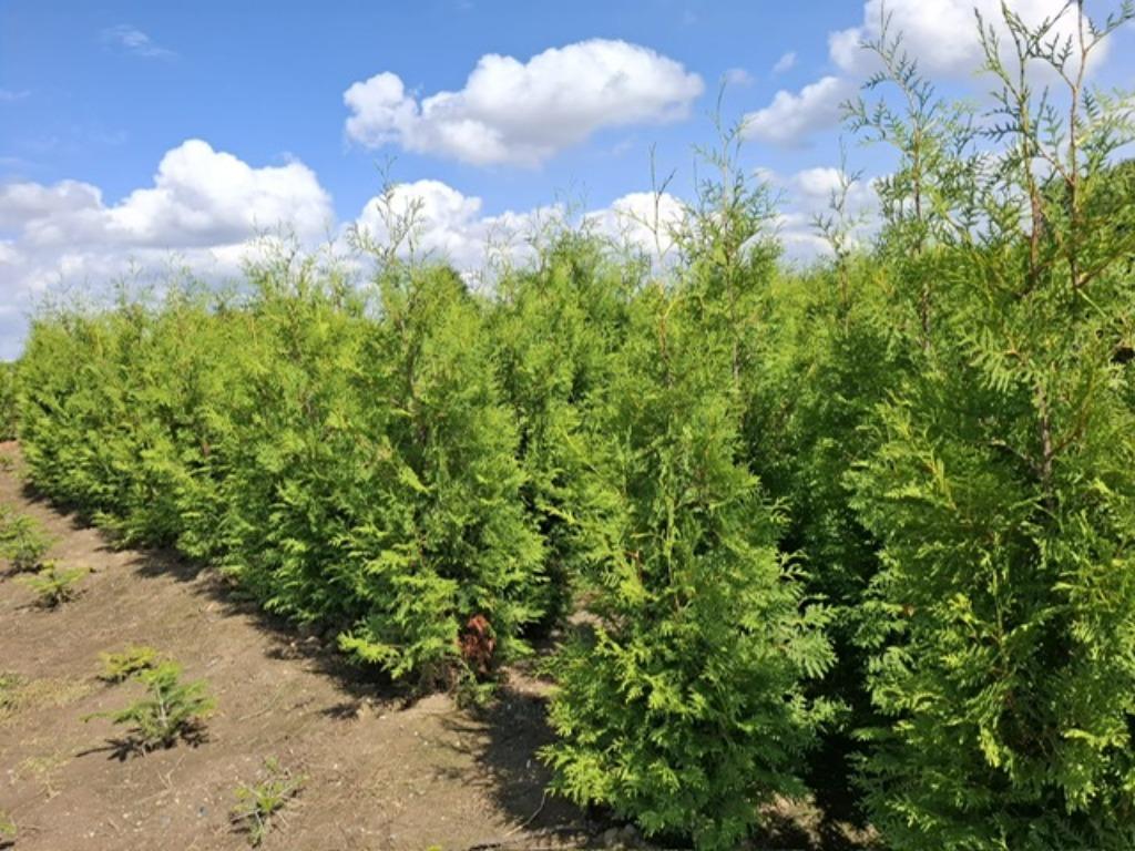 Coniferen en groenblijvende hagen, Tuin en Terras, Planten | Struiken en Hagen, Ophalen, Conifeer, Haag, 100 tot 250 cm
