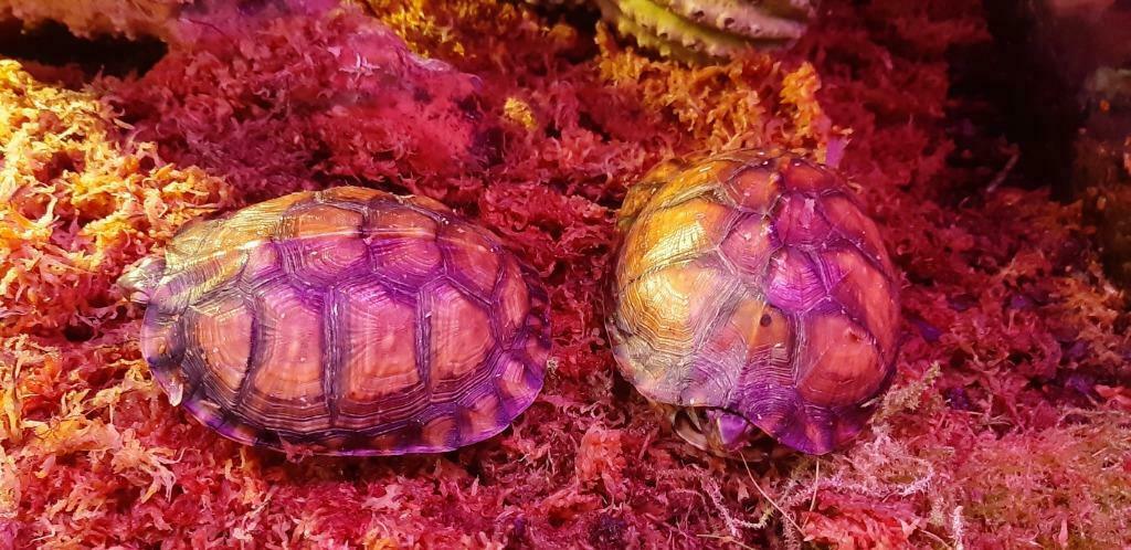 Terrapena carolina major, Schildpad, 0 tot 2 jaar
