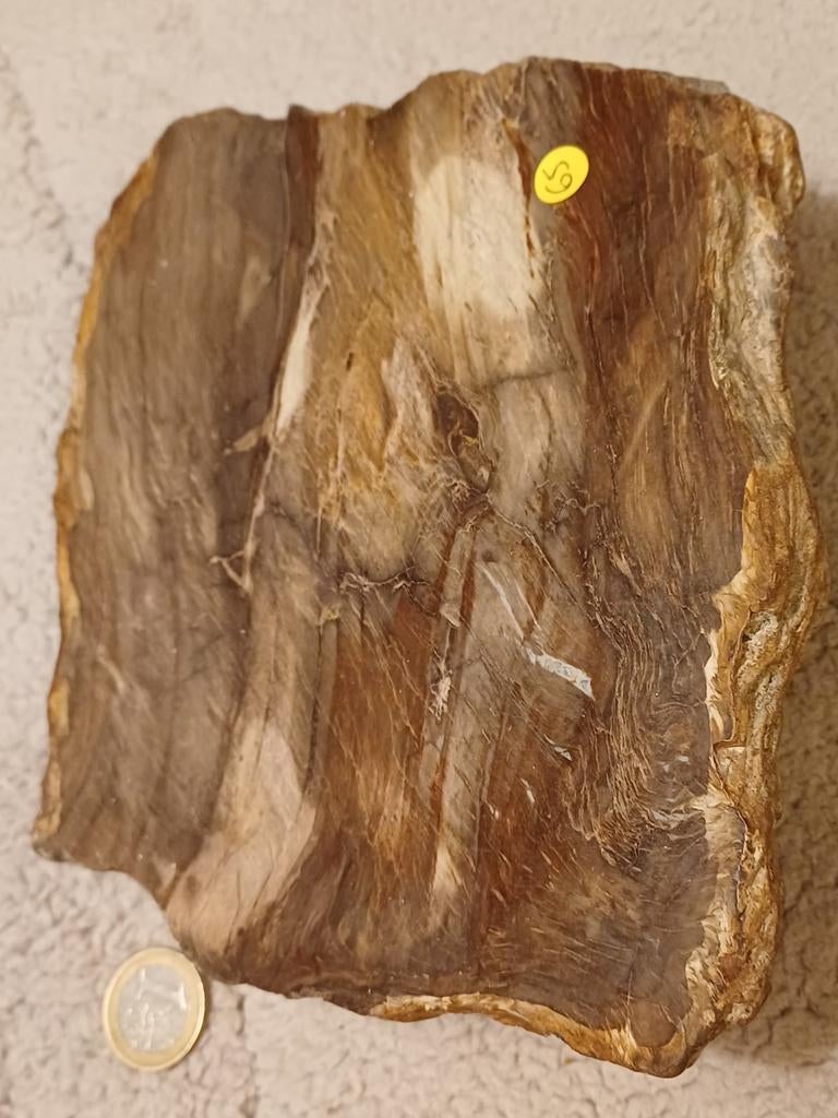 4x versteend hout - diverse prijzen, Ophalen of Verzenden, Fossiel
