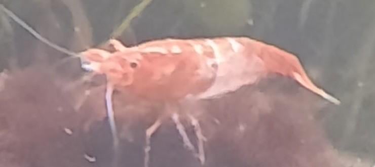 Crevette couleur divers, Animaux & Accessoires, Poissons | Poissons d'étang, Autres espèces