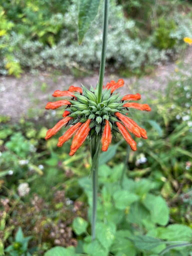 Speciale bloemen: zaden, Tuin en Terras, Ophalen of Verzenden, Zaad
