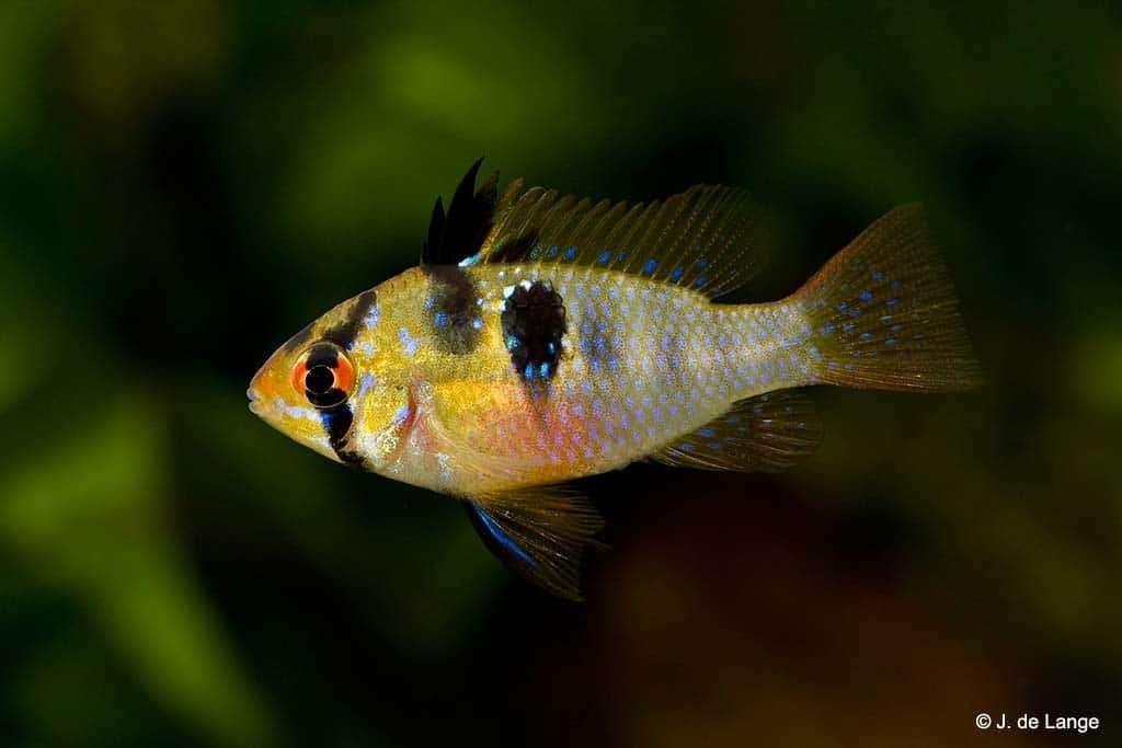 RAMIREZI GEZOCHT , DWERGCICHLIDEN