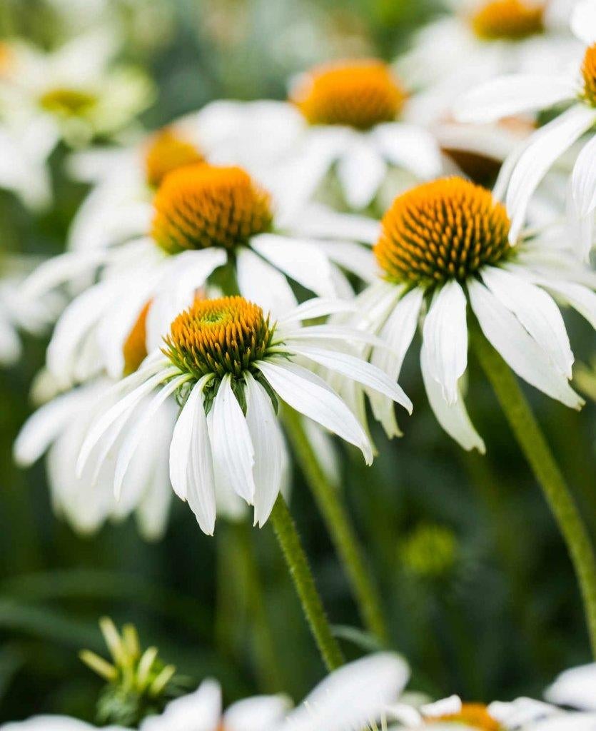 Zaden van  witte Echinacea oogst 2025, Tuin en Terras, Ophalen of Verzenden, Gehele jaar, Zaad
