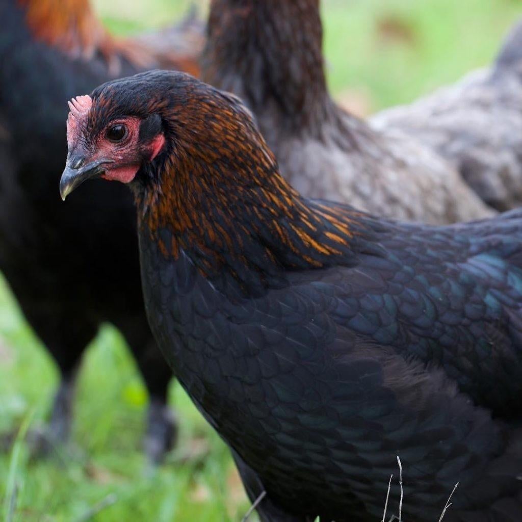 Maran kippen jonge hennen beschikbaar, Dieren en Toebehoren, Vrouwelijk, Kip