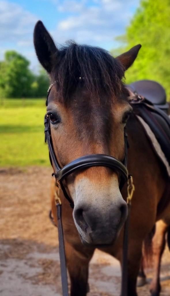 Bijrijder/verzorger gezocht voor exmoor pony te Deurne-Diest, Dieren en Toebehoren, Merrie, C pony (1.27m tot 1.37m), Recreatiepony