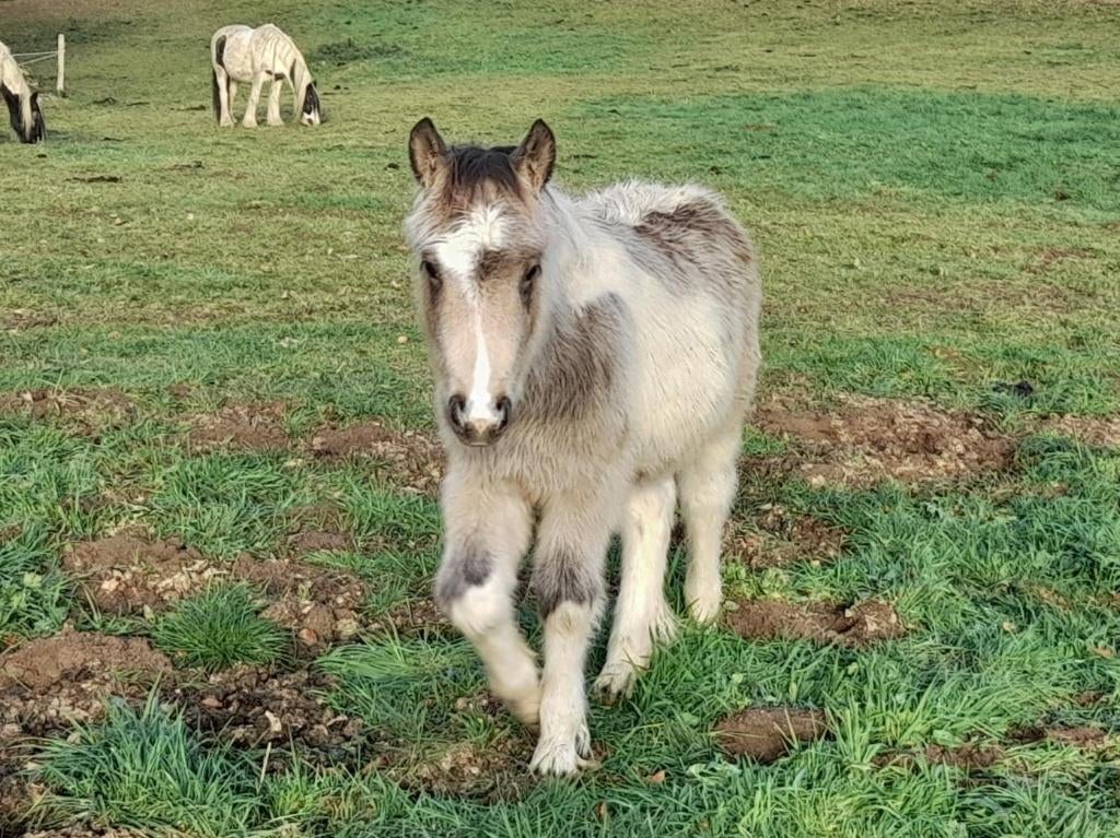 Tinker/Irish cob veulens, jaarlingen en ouder., Dieren en Toebehoren, Minder dan 160 cm, Met stamboom, 0 tot 2 jaar, L