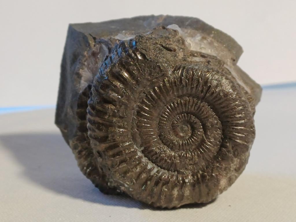 Ammonite - Dactyloceras d'Angleterre - calamar fossile, Enlèvement ou Envoi, Fossile