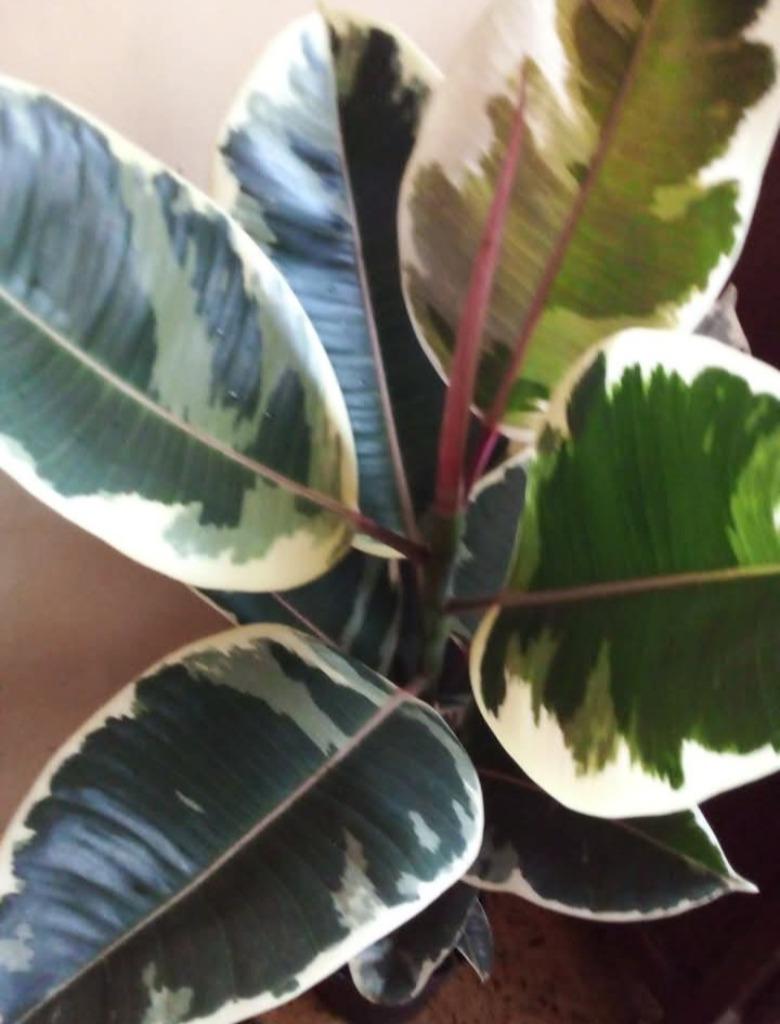 Ficus elastica, Enlèvement, Ficus