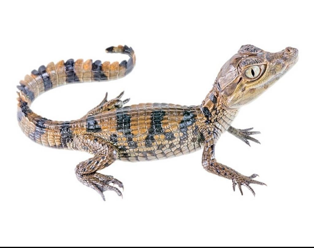 Caïman crocodilus