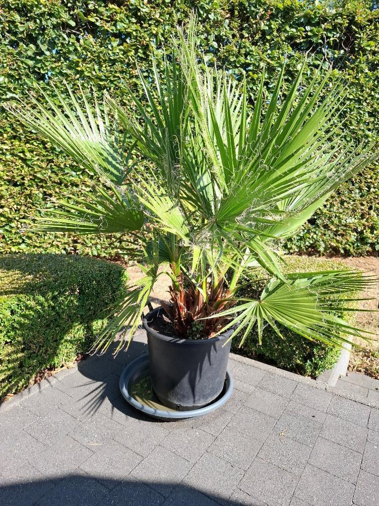 Mexicaanse Waaierpalm, Autres espèces, Ne fleurit pas, Plein soleil, Enlèvement
