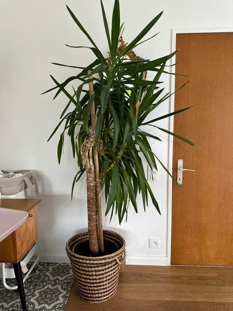 Yucca, Huis en Inrichting, Kamerplanten, Ophalen, Yucca
