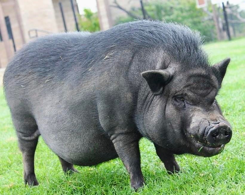 Hangbuik varkens, Dieren en Toebehoren, Overige Dieren, April, Mannelijk