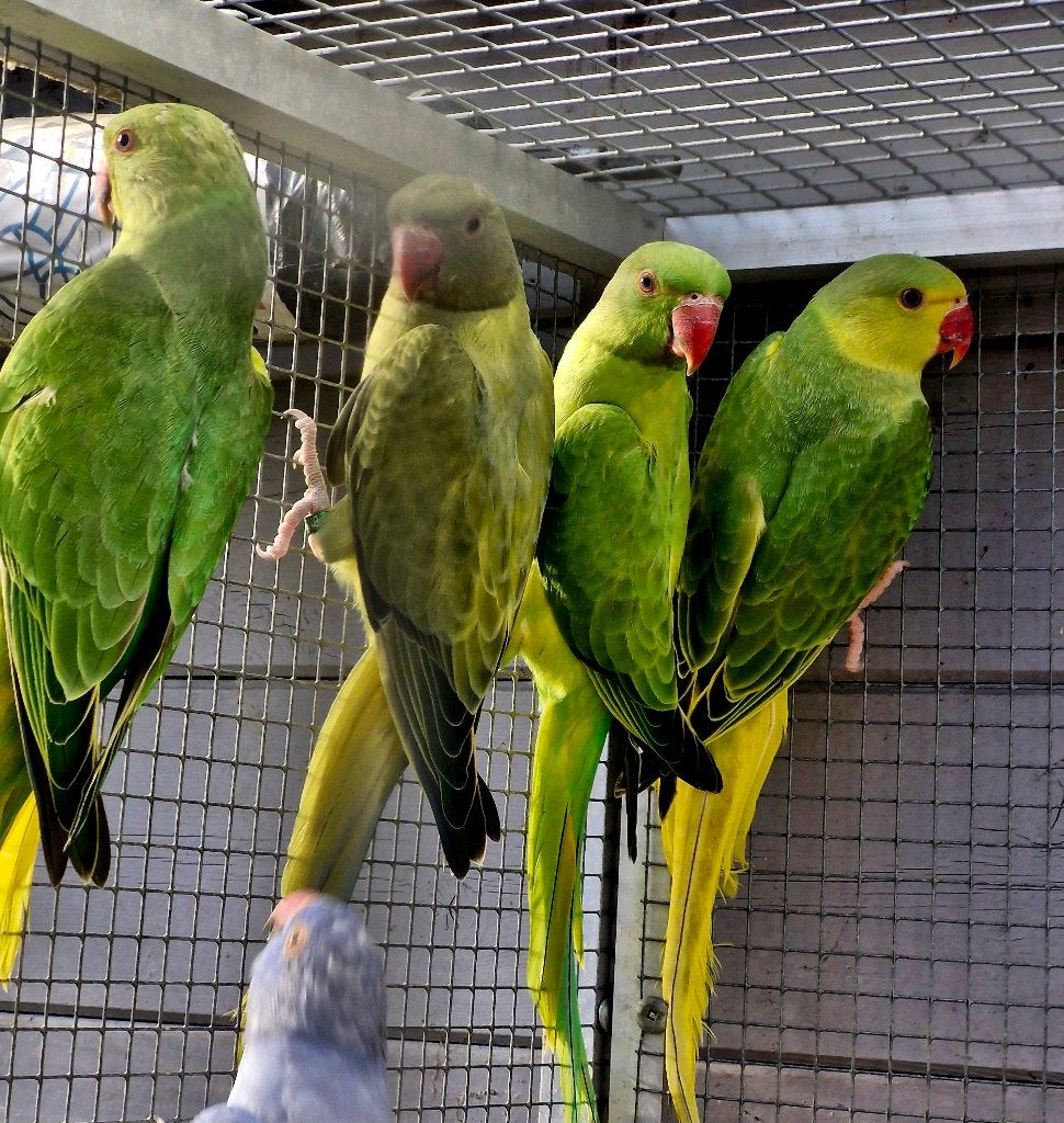 Jonge halsbandparkieten febr. 2026 opaline bl staart/blauw, Dieren en Toebehoren